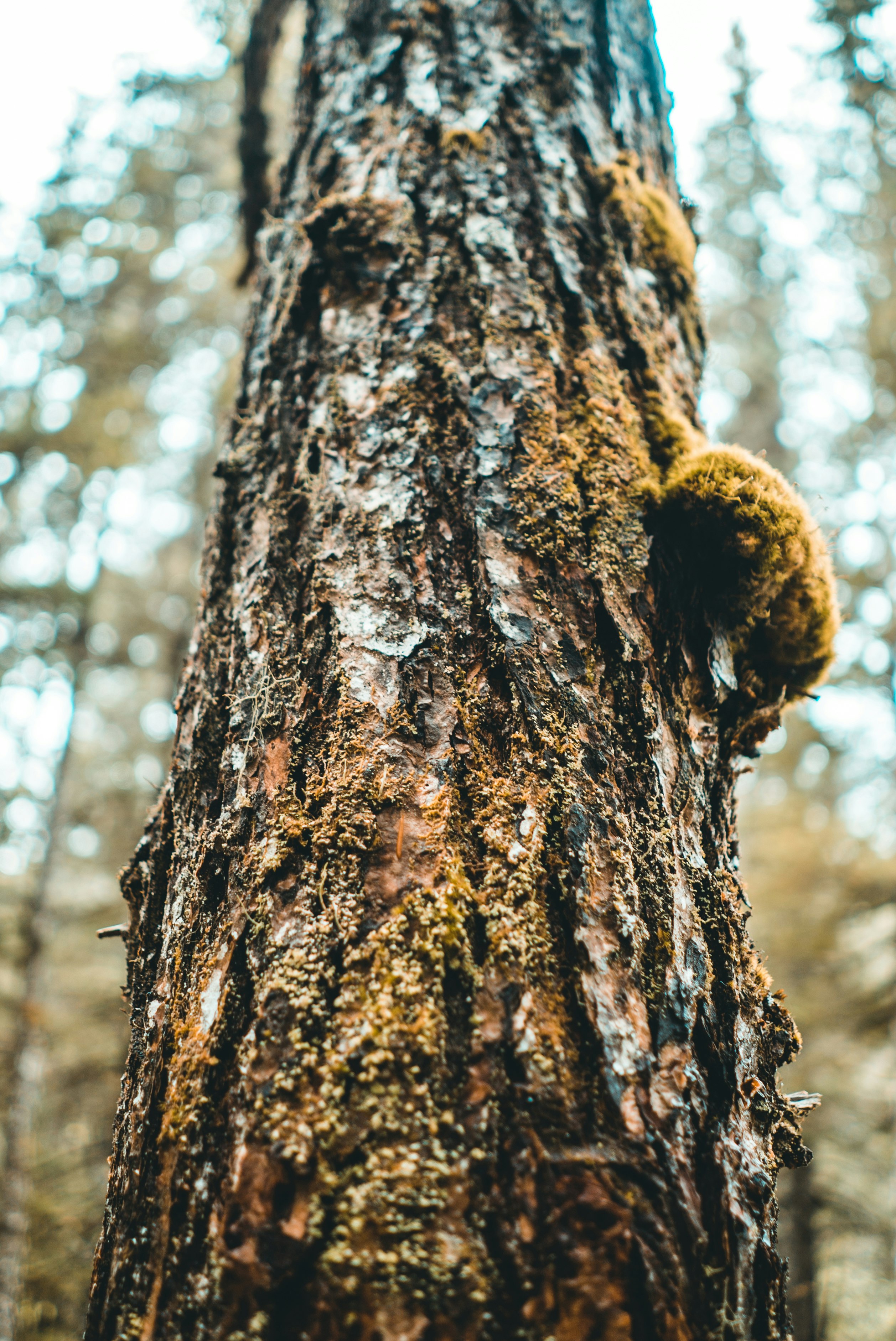 brown tree